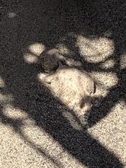 Phrynosoma platyrhinos