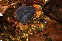 Nanhaipotamon aculatum