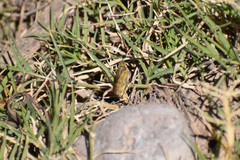 Hylephila phyleus phyleus