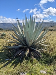 Agave applanata