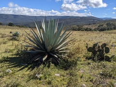 Agave applanata