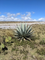 Agave applanata