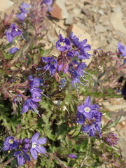 Veronica schmidtiana