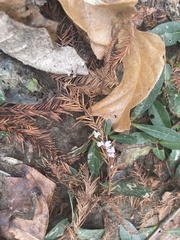 Taxodiomyia cupressi