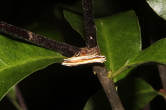 Erechthias stilbella