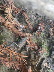 Taxodiomyia cupressi