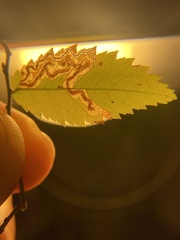 Stigmella apicialbella