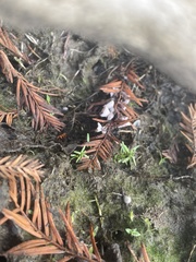Taxodiomyia cupressi