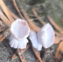 Taxodiomyia cupressi