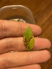 Stigmella apicialbella