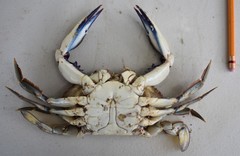 Callinectes bellicosus