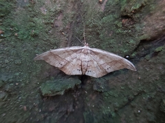 Hyposidra infixaria