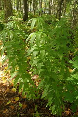 Veronicastrum sibiricum