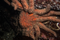 Pycnopodia helianthoides