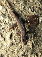 Taricha granulosa