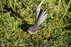 Rhipidura fuliginosa