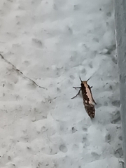 Monopis crocicapitella