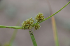 Cyperus iria