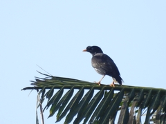 Acridotheres fuscus