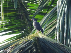 Acridotheres fuscus