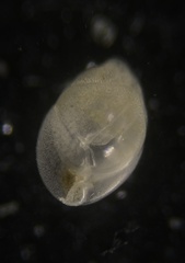 Globobulimina auriculata