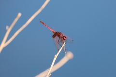 Trithemis annulata