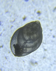 Globobulimina auriculata
