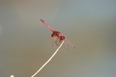Trithemis annulata