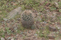 Coryphantha robustispina uncinata