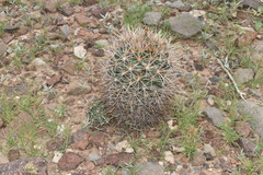 Coryphantha robustispina uncinata