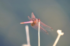 Trithemis annulata