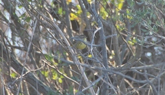 Setophaga palmarum hypochrysea