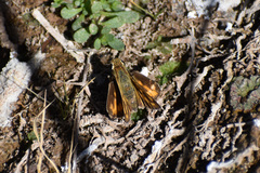 Hylephila phyleus phyleus