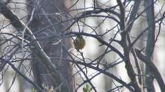 Setophaga palmarum hypochrysea