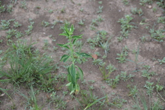 Sphenoclea zeylanica
