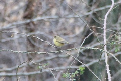 Setophaga palmarum hypochrysea