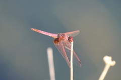 Trithemis annulata