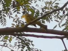 Spizixos semitorques