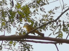 Spizixos semitorques