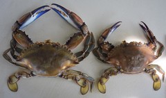 Callinectes bellicosus