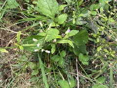 Cyanthillium cinereum