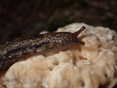 Prophysaon andersonii