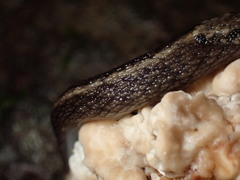 Prophysaon andersonii