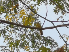 Spizixos semitorques