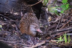 Gallirallus australis