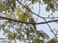 Spizixos semitorques