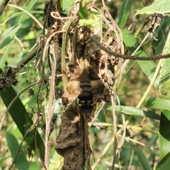 Macroglossum pyrrhosticta