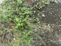 Cyanthillium cinereum