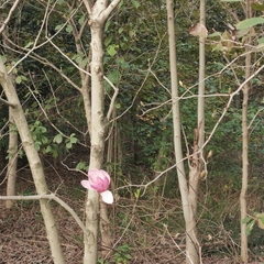 Magnolia liliiflora
