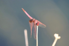 Trithemis annulata